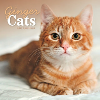 Cover image for 9781529858341 - Ginger Cats (PFP) W