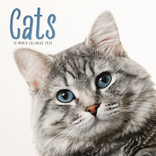 Cover image for 9781529896602 - Cats Square Wall Sunday Start Calendar 2