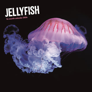 Cover image for 9781529897241 - Jellyfish Square Wall Sunday Start Calen