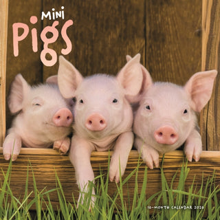 Cover image for 9781529897500 - Mini Pigs Square Wall Sunday Start Calen