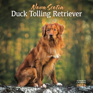 Cover image for 9781529897777 - Nova Scotia Duck Tolling Retriever Squar