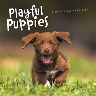 Cover image for 9781529897906 - Playful Puppies Square Wall Sunday Start