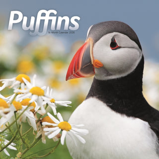 Cover image for 9781529897944 - Puffins Square Wall Sunday Start Calenda