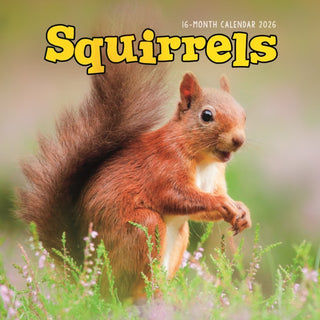 Cover image for 9781529898255 - Squirrels Square Wall Sunday Start Calen