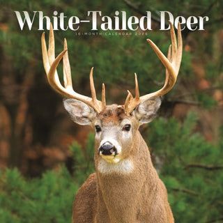 Cover image for 9781529898545 - White Tailed Deer Square Wall Sunday Sta