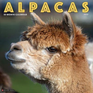 Cover image for 9781549241291 - Alpacas 2025 12 X 12 Wall Calendar