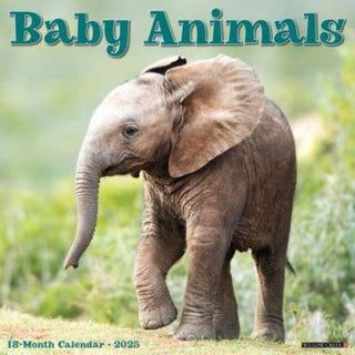 Cover image for 9781549241529 - Baby Animals 2025 12 X 12 Wall Calendar