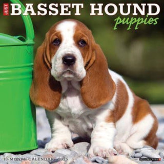 Cover image for 9781549241598 - Just Basset Hound Puppies 2025 12 X 12 Wall Calendar
