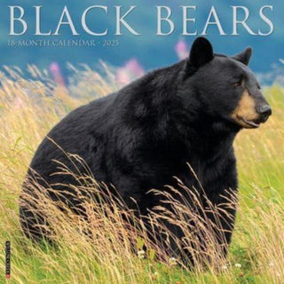 Cover image for 9781549241826 - Black Bears 2025 12 X 12 Wall Calendar