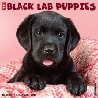 Cover image for 9781549241857 - Just Black Lab Puppies 2025 12 X 12 Wall Calendar