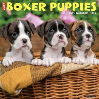 Cover image for 9781549241932 - Just Boxer Puppies 2025 12 X 12 Wall Calendar