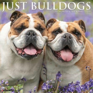 Cover image for 9781549242038 - Just Bulldogs 2025 12 X 12 Wall Calendar