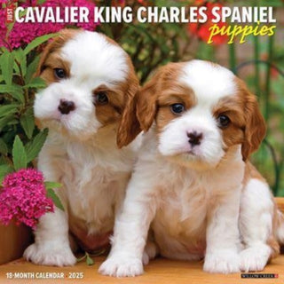 Cover image for 9781549242267 - Just Cavalier King Charles Spaniel Puppies 2025 12 X 12 Wall Calendar