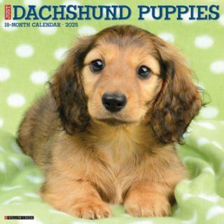 Cover image for 9781549242649 - Just Dachshund Puppies 2025 12 X 12 Wall Calendar