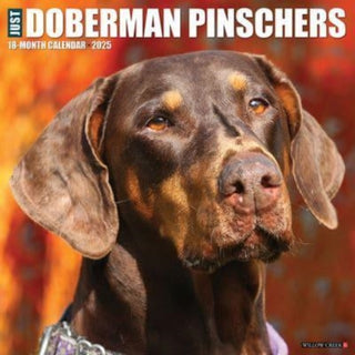 Cover image for 9781549242717 - Just Dobermans 2025 12 X 12 Wall Calendar