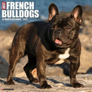 Cover image for 9781549242953 - Just French Bulldogs 2025 12 X 12 Wall Calendar