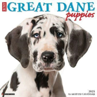 Cover image for 9781549243189 - Just Great Dane Puppies 2025 12 X 12 Wall Calendar