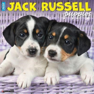 Cover image for 9781549243547 - Just Jack Russell Puppies 2025 12 X 12 Wall Calendar