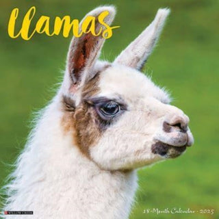 Cover image for 9781549243790 - Llamas 2025 12 X 12 Wall Calendar