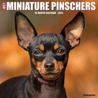 Cover image for 9781549243929 - Just Miniature Pinschers 2025 12 X 12 Wall Calendar