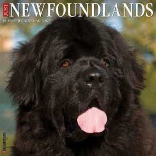 Cover image for 9781549244209 - Just Newfoundlands 2025 12 X 12 Wall Calendar