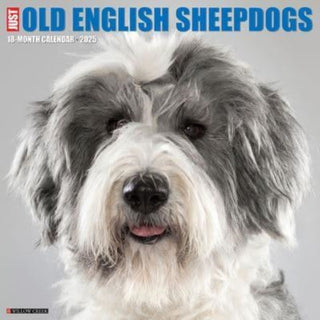 Cover image for 9781549244278 - Just Old English Sheepdogs 2025 12 X 12 Wall Calendar