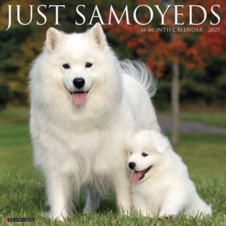 Cover image for 9781549244735 - Just Samoyeds 2025 12 X 12 Wall Calendar