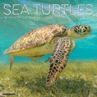 Cover image for 9781549244780 - Sea Turtles 2025 12 X 12 Wall Calendar