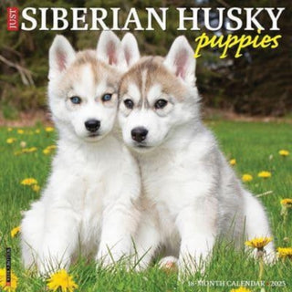 Cover image for 9781549244902 - Just Siberian Husky Puppies 2025 12 X 12 Wall Calendar