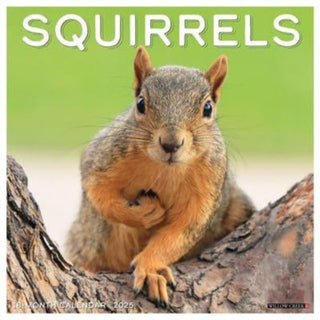 Cover image for 9781549245015 - Squirrels 2025 12 X 12 Wall Calendar