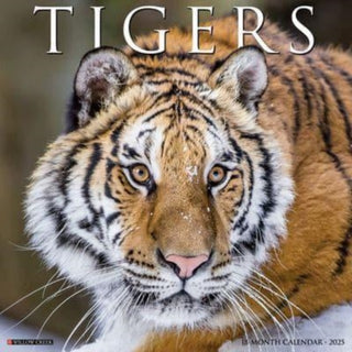 Cover image for 9781549245114 - Tigers 2025 12 X 12 Wall Calendar