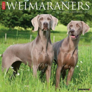 Cover image for 9781549245312 - Just Weimaraners 2025 12 X 12 Wall Calendar