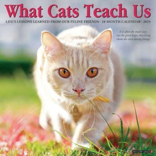 Cover image for 9781549245343 - What Cats Teach Us 2025 12 X 12 Wall Calendar