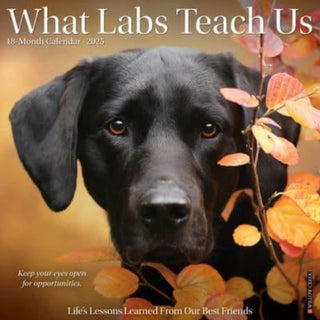 Cover image for 9781549245404 - What Labs Teach Us 2025 12 X 12 Wall Calendar
