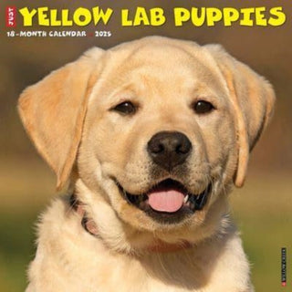 Cover image for 9781549245527 - Just Yellow Lab Puppies 2025 12 X 12 Wall Calendar