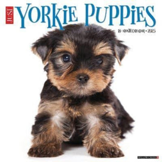 Cover image for 9781549245541 - Just Yorkie Puppies 2025 12 X 12 Wall Calendar