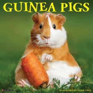 Cover image for 9781549246425 - Guinea Pigs 2025 12 X 12 Wall Calendar