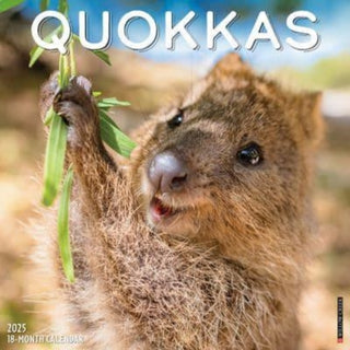 Cover image for 9781549246562 - Quokkas 2025 12 X 12 Wall Calendar