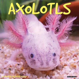 Cover image for 9781549258947 - Axolotls 2027 Wall