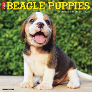 Cover image for 9781549259081 - Beagle Puppies 2027 Wall