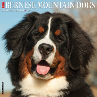 Cover image for 9781549259135 - Bernese Mountain Dogs 2027 Wall