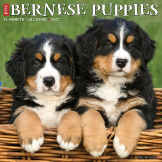 Cover image for 9781549259142 - Bernese Mountain Puppies 2027 Wall