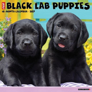Cover image for 9781549259265 - Black Lab Puppies 2027 Wall