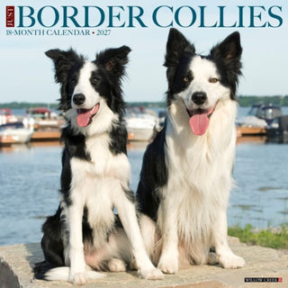 Cover image for 9781549259289 - Border Collies 2027 Wall