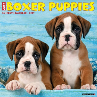 Cover image for 9781549259319 - Boxer Puppies 2027 Wall