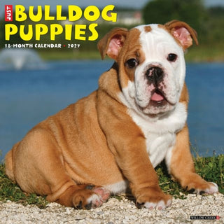 Cover image for 9781549259371 - Bulldog Puppies 2027 Wall