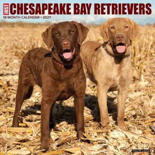 Cover image for 9781549259630 - Chesapeake Bay Retrievers 2027 Wall