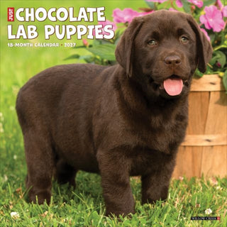 Cover image for 9781549259685 - Chocolate Lab Puppies 2027 Wall