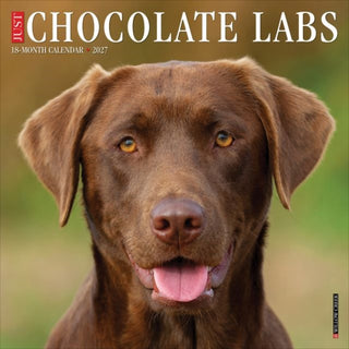 Cover image for 9781549259692 - Chocolate Labs 2027 Wall