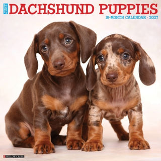 Cover image for 9781549259944 - Dachshund Puppies 2027 Wall